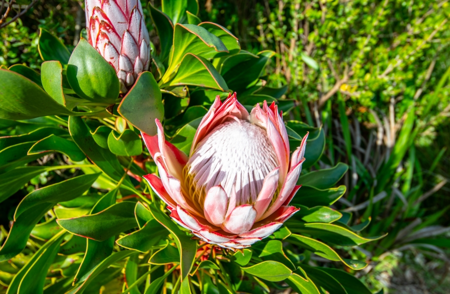 2 Bedroom Property for Sale in Pringle Bay Western Cape